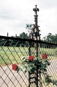 Rosen am Friedhofszaun