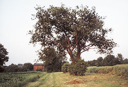 Kirschbaum in Himmel Franz altem Garten